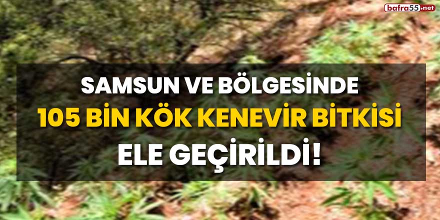 Samsun ve bölgesinde 105 bin kök kenevir bitkisi ele geçirildi!