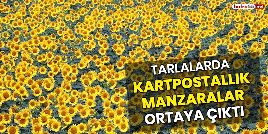 Tarlalarda kartpostallık manzaralar ortaya çıktı