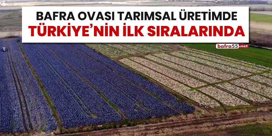 Bafra Ovası tarımsal üretimde Türkiye'nin ilk sıralarında