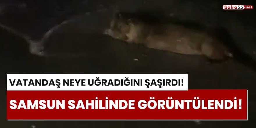 Samsun sahilinde görüntülendi!