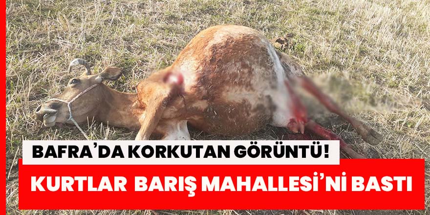 Bafra’da Korkutan görüntü! Kurtlar Barış Mahallesi’ni bastı