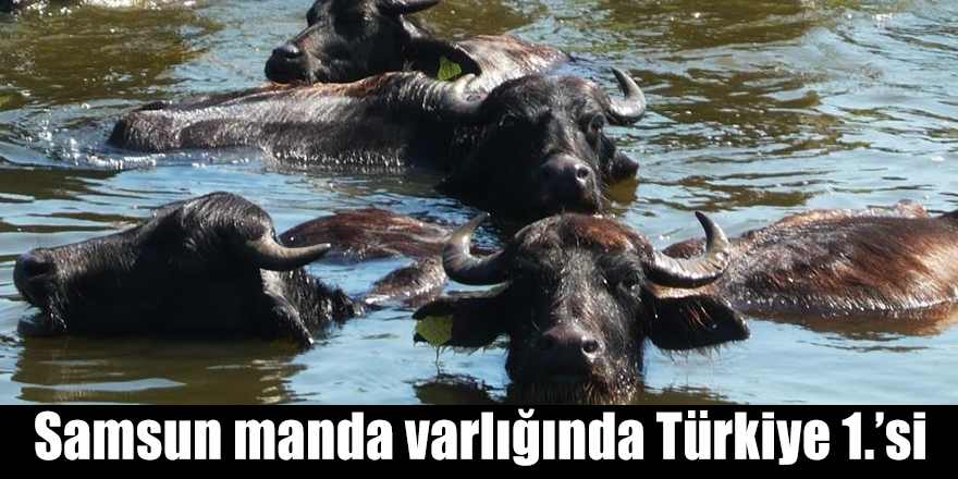 Samsun manda varlığında Türkiye 1.’si