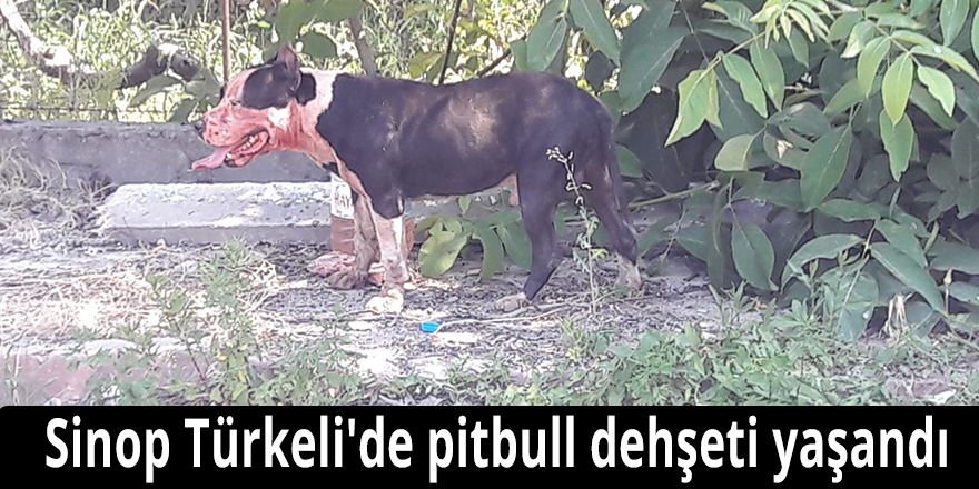Sinop Türkeli'de pitbull dehşeti yaşandı