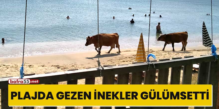 Plajda gezen inekler gülümsetti