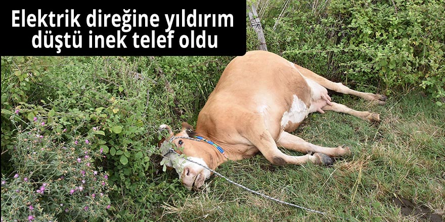 Elektrik direğine yıldırım düştü inek telef oldu