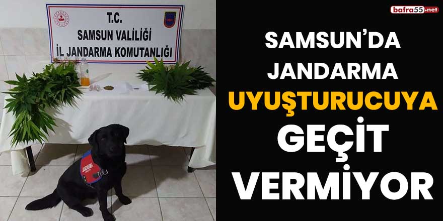 Samsun'da jandarma uyuşturucuya geçit vermiyor