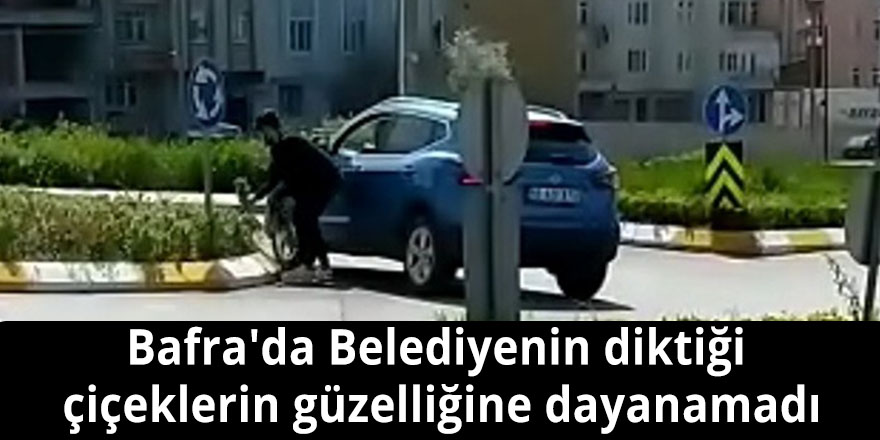 Bafra'da Belediyenin diktiği  çiçeklerin güzelliğine dayanamadı