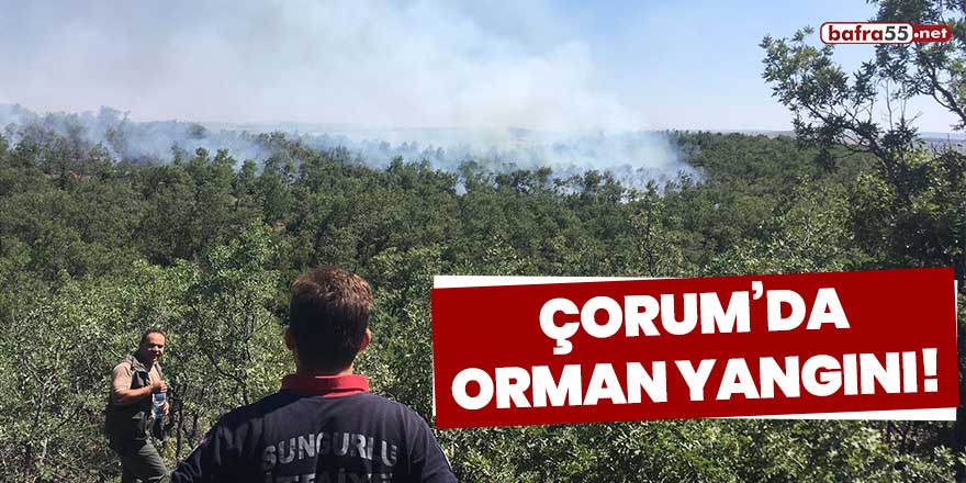 Çorum'da orman yangını