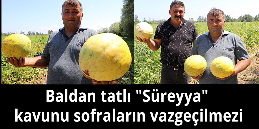 Baldan tatlı "Süreyya" kavunu sofraların vazgeçilmezi