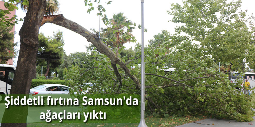 Şiddetli fırtına Samsun'da ağaçları yıktı