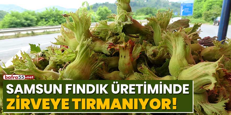 Samsun fındık üretiminde zirveye tırmanıyor