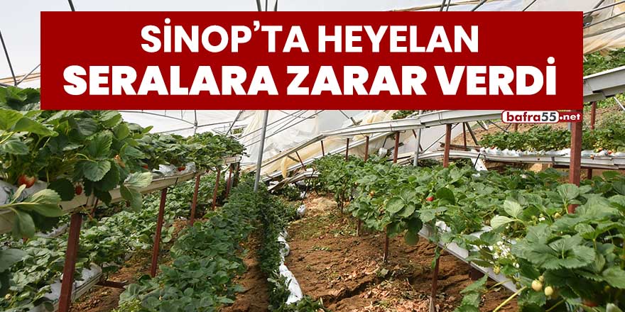 Sinop'ta heyelan seralara zarar verdi