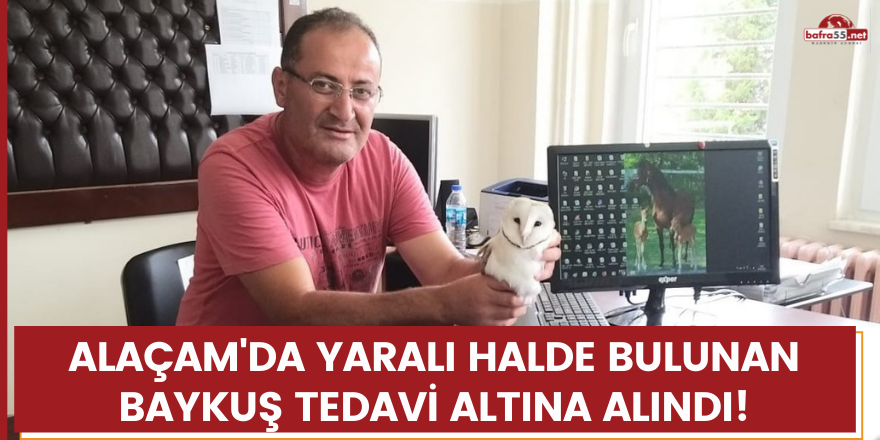 Alaçam'da yaralı halde bulunan baykuş tedavi altına alındı