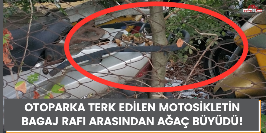 Otoparka terk edilen motosikletin bagaj rafı arasından ağaç büyüdü!