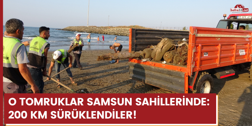 O tomruklar Samsun sahillerinde: 200 km sürüklendiler!