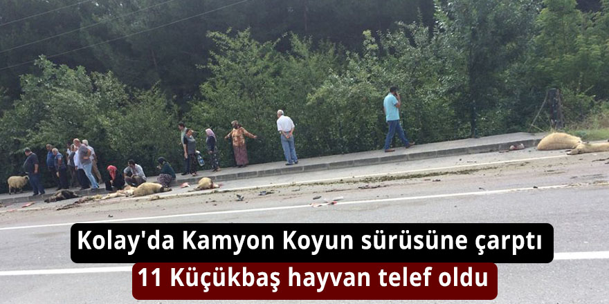 Kolay'da Kamyon Koyun sürüsüne çarptı