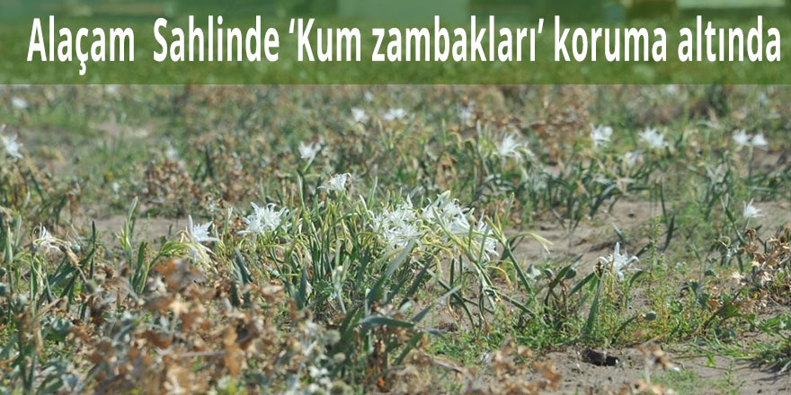 Alaçam  Sahlinde ‘Kum zambakları’ koruma altında