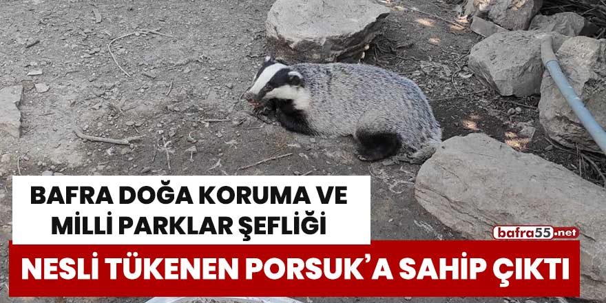 Bafra Doğa Koruma Ve Milli Parklar Şefliği nesli tükenen porsuk’a sahip çıktı