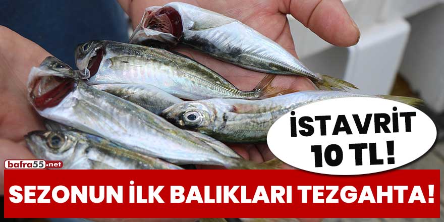 Sezonun ilk balıkları tezgahta! İstavrit 10 TL!