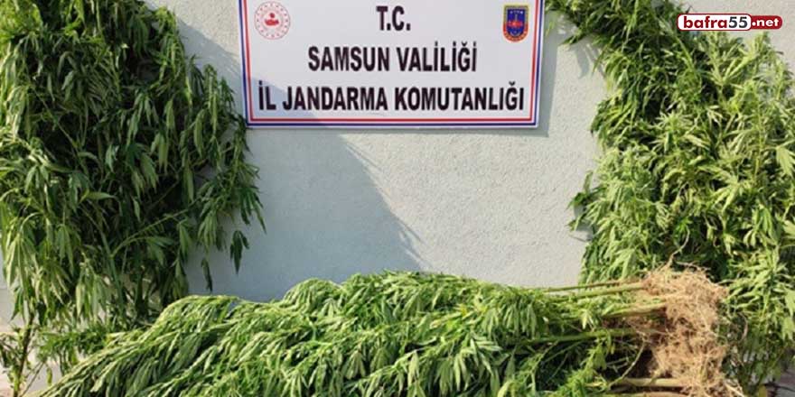 Samsun'da uyuşturucu operasyonları: 15 gözaltı