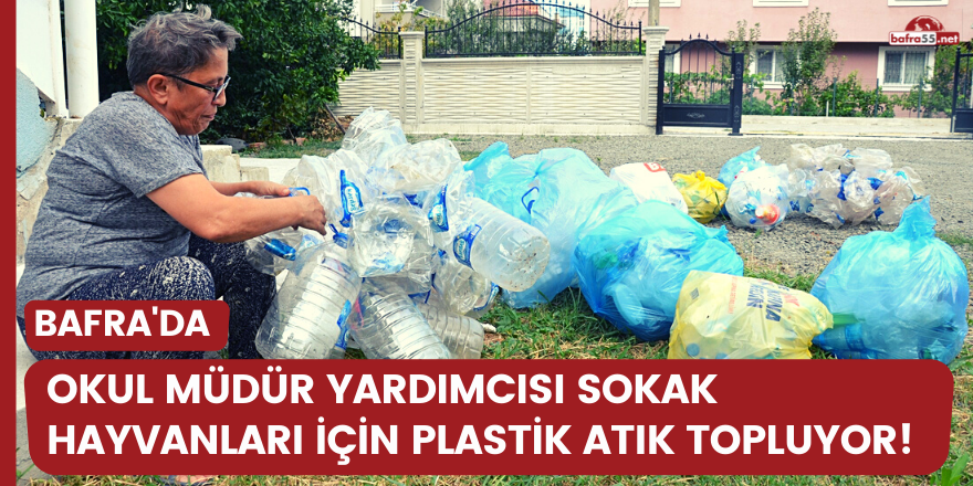 Bafra'da okul müdür yardımcısı sokak hayvanları için plastik atık topluyor