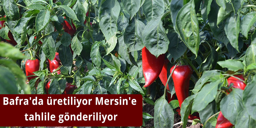 Bafra'da üretiliyor Mersin'e tahlile gönderiliyor