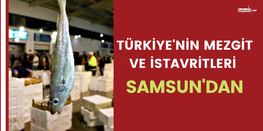 Türkiye'nin mezgit ve istavritleri Samsun'dan