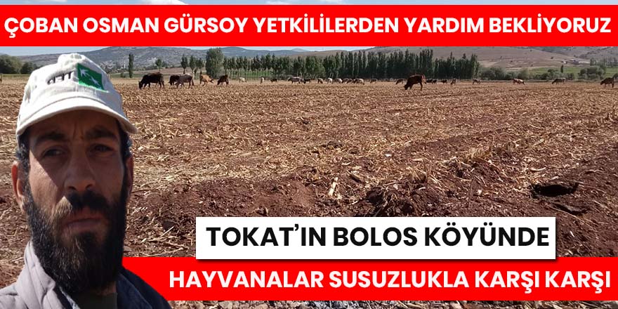 Tokat'ın Bolos Köyündeki hayvanlar tehlike altıında