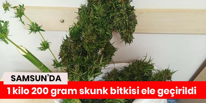 Samsun'da 1 kilo 200 gram skunk bitkisi ele geçirildi