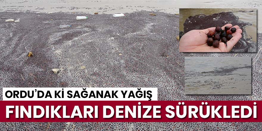 Sağanak sonrası fındık ırmağa aktı