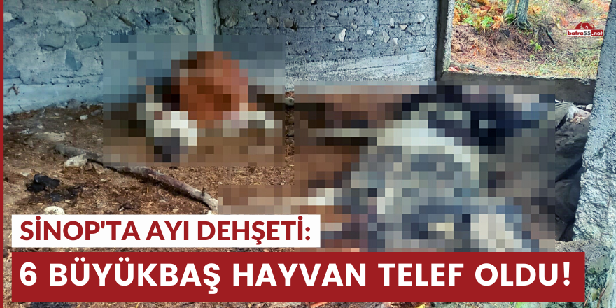 Sinop'ta ayı dehşeti: 6 büyükbaş hayvan telef oldu