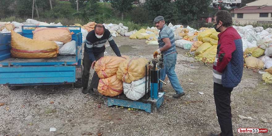 Ordu’da toptan elma alımları sürüyor