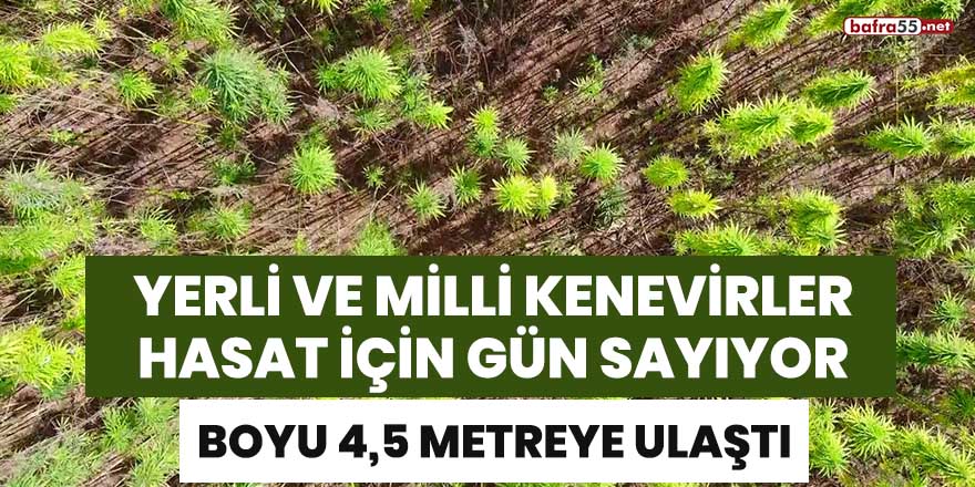 Yerli ve milli kenevirler hasat için gün sayıyor