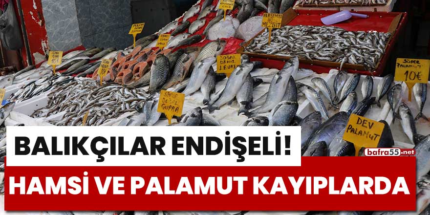 Hamsi ve palamut kayıplarda