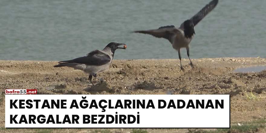 Kestane ağaçlarına dadanan kargalar bezdirdi