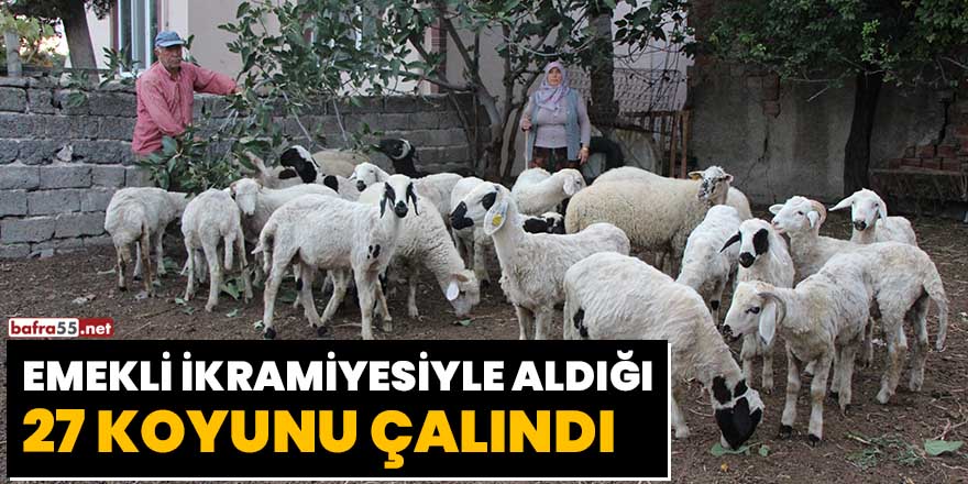 Emekli ikramiyesiyle aldığı 27 koyunu çalındı