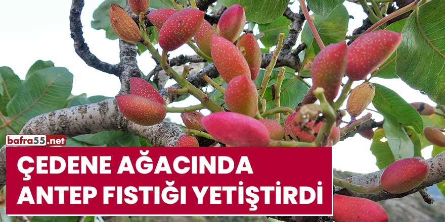 Çedene ağacında antep fıstığı yetiştirdi