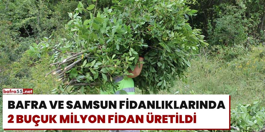 Bafra ve Samsun fidanlıklarında 2 buçuk milyon fidan üretildi