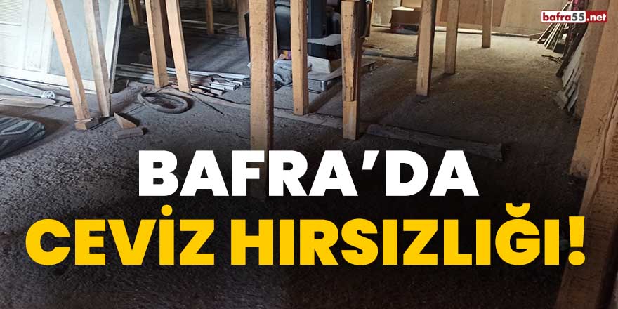 Bafra'da ceviz hırsızlığı