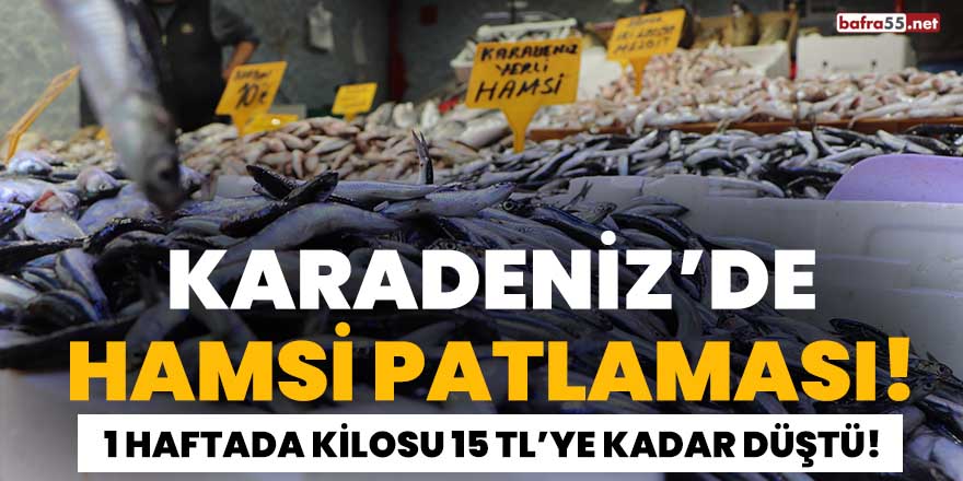 Karadeniz'de hamsi patlaması!