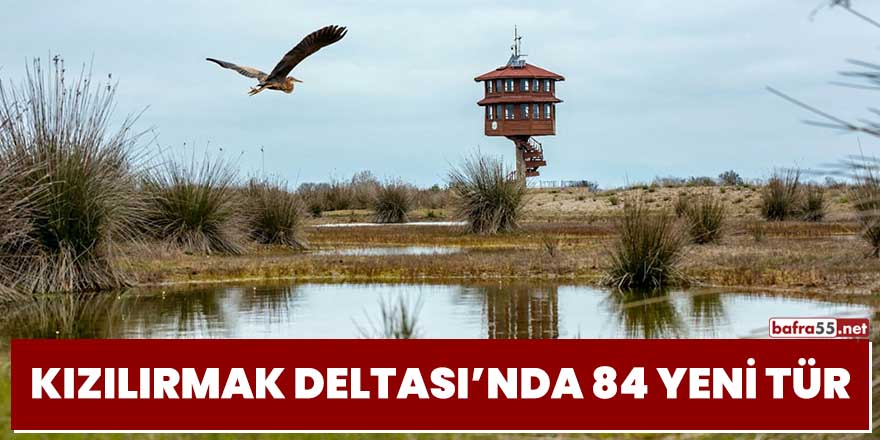 Kızılırmak Deltası'nda 84 yeni tür