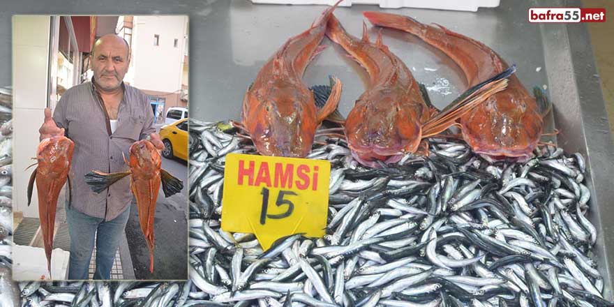 Sinop'ta 5 kiloluk kırlangıç balığı yakalandı