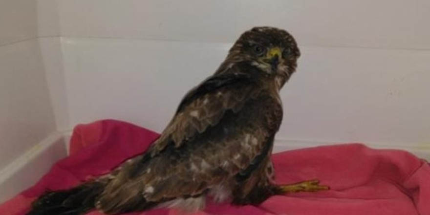 Sinop'ta tedavileri tamamlanan alaca baykuş ve şahin doğaya salındı