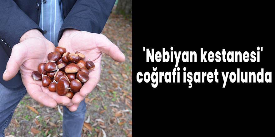 'Nebiyan kestanesi' coğrafi işaret yolunda