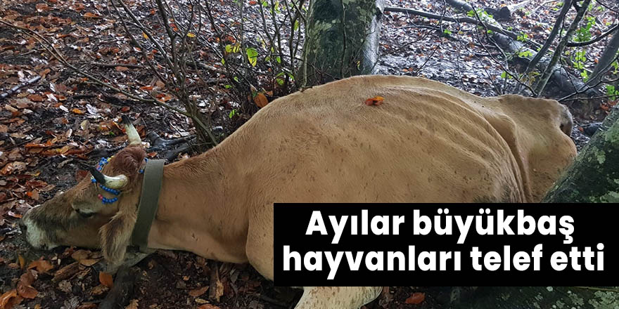 Ayılar büyükbaş hayvanları telef etti