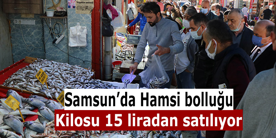 Samsun'da hamsi bolluğu