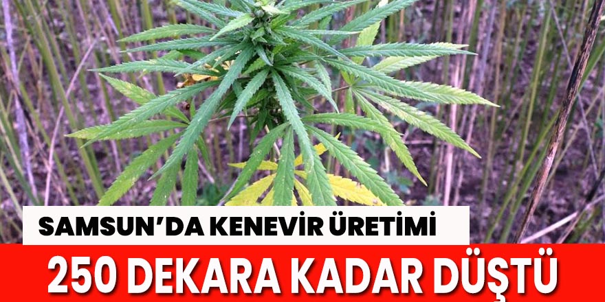 Samsun'da kenevir üretimi 250 dekara kadar düştü