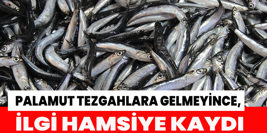 Palamut tezgahlara gelmeyince, ilgi hamsiye kaydı