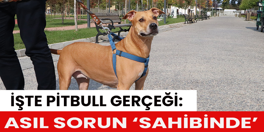 İşte pitbull gerçeği: Asıl sorun ‘sahibinde’