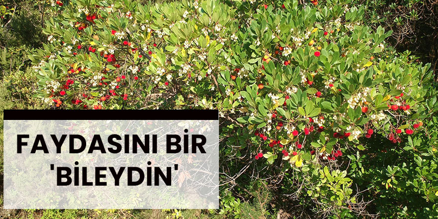 Faydasını bir 'bileydin'